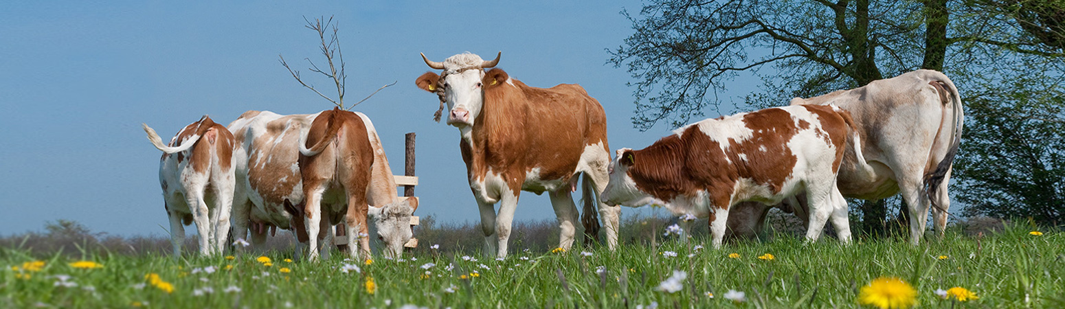 cattle-msd-animal-health-new-zealand