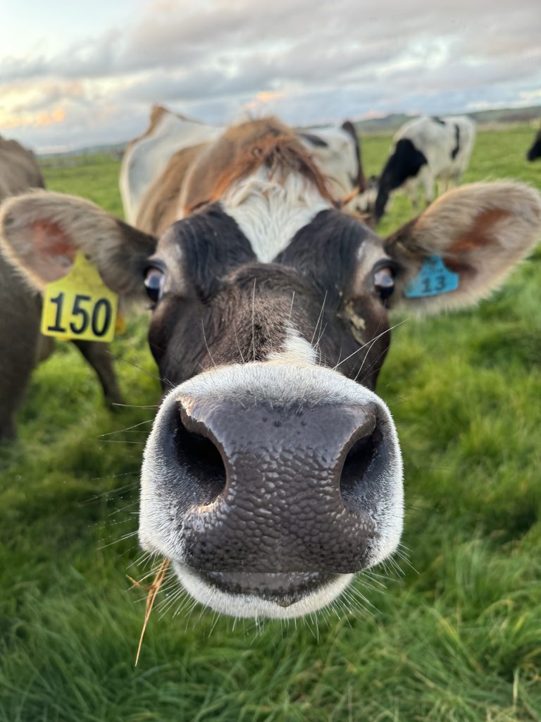 Cow sniffing camera