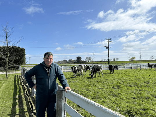 Farmer with Dairy Cows in paddock